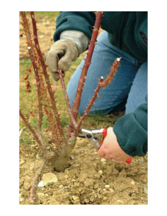 CONFORT Felco F10 (Para Zurdos) Tijera de poda 2