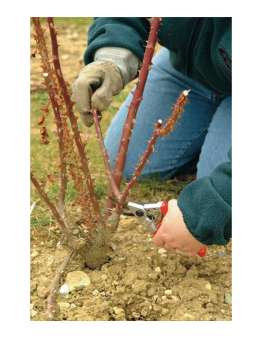 CONFORT Felco F10 (Para Zurdos) Tijera de poda
